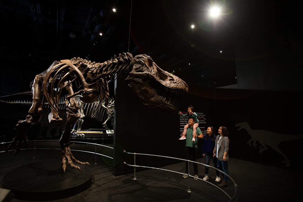 Small girl pretending to show her claws at dinosaur skeleton